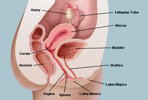 So, what's it really like to have two vaginas?

To understand the following story, you're going to want to have a solid hold on what it's like to have ONE vagina -- you know, the norm. Check out this diagram for a refresher, and to feel like you're in health class again.