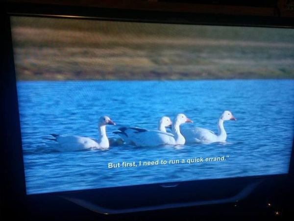 BBC Accidentally Broadcasts Aziz Ansari Subtitles Over Planet Earth