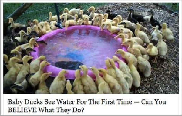 click bait do ducks see - Baby Ducks See Water For The First Time Can You Believe What They Do?