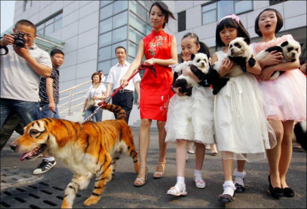 popular pets in china