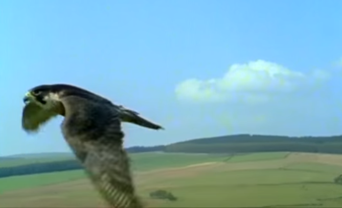 The Peregrine Falcon hunts by diving at 230+ mph straight down, and killing its prey on impact with a balled foot. It kills other birds with a literal falcon punch