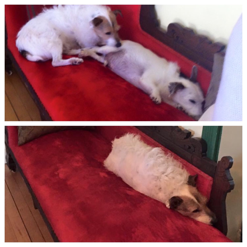 Dog guarding his friend the day he passed away, then laying where he had been the day after. Dogs mourn too