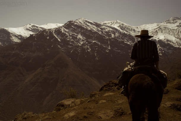 Cocaine is extracted from the leaves of the Erythroxylon coca bush, which is indigenous to the Andes of South America.