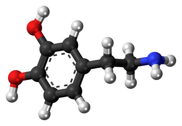 Cocaine produces euphoria by activating the nerve cells in the brain that release dopamine, a chemical associated with pleasure and alertness. The drug then prevents neural transporters from “cleaning up” the dopamine and storing it for a later time.