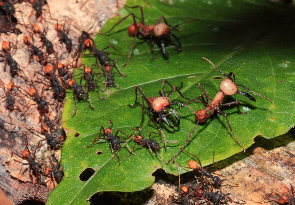 Army ants build bridges by linking their bodies together in order to create shortcuts and fill in any gaps when traveling across rainforests.