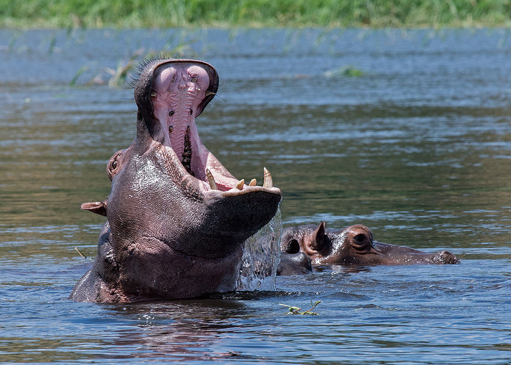 Did you know that a hippopotamus can swallow a man whole?