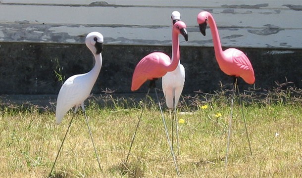 There are more plastic flamingos in the US than real ones.