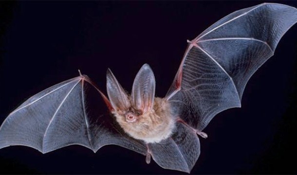 20% of mammal species on Earth are different types of bats.