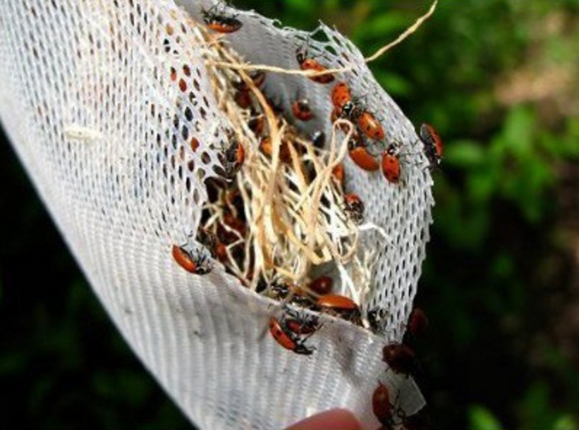 1,500 Live Ladybugs