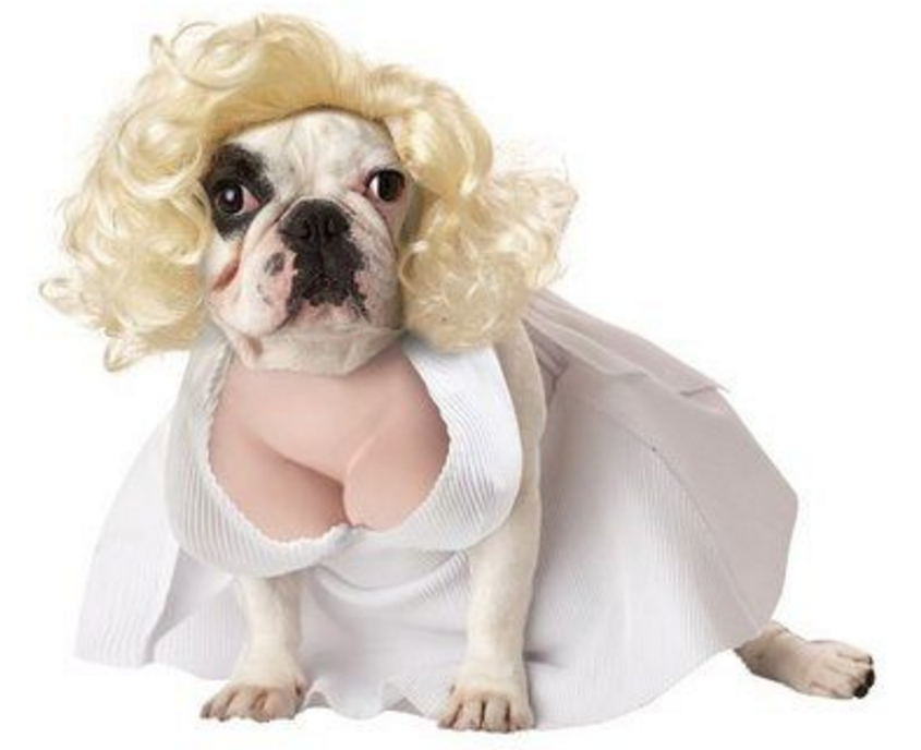 Marilyn Monroe Dog Costume