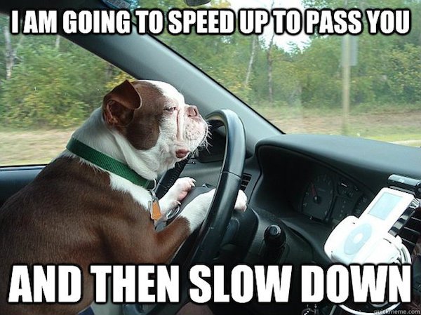 Road rage memes are the driving force behind humor