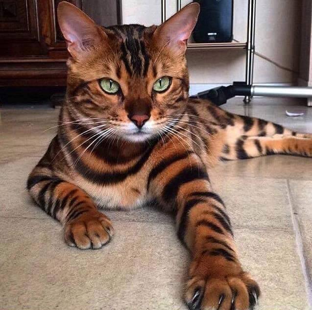 Toyger Cat