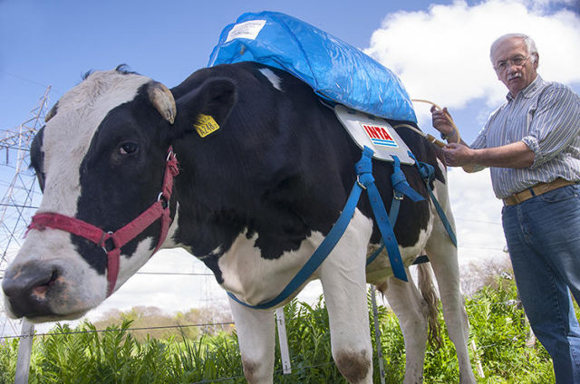 These backpacks for cows collect the methane from their farts and store it for energy