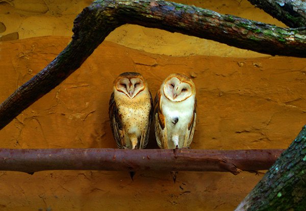 Barn owls are technically monogamous, but 23.5% of them are “divorced.”