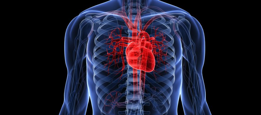 If we could remove a pumping human heart from a body, it would shoot blood 30 feet in the air. Yikes.