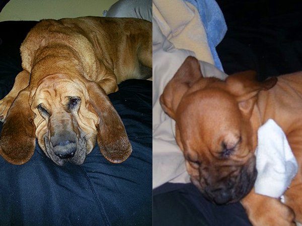 "My pup Kazak at 6 weeks and 6 years."