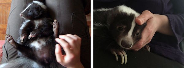 “Charlie the Skunk’s first and last day. She was the most cuddly animal in the world.”