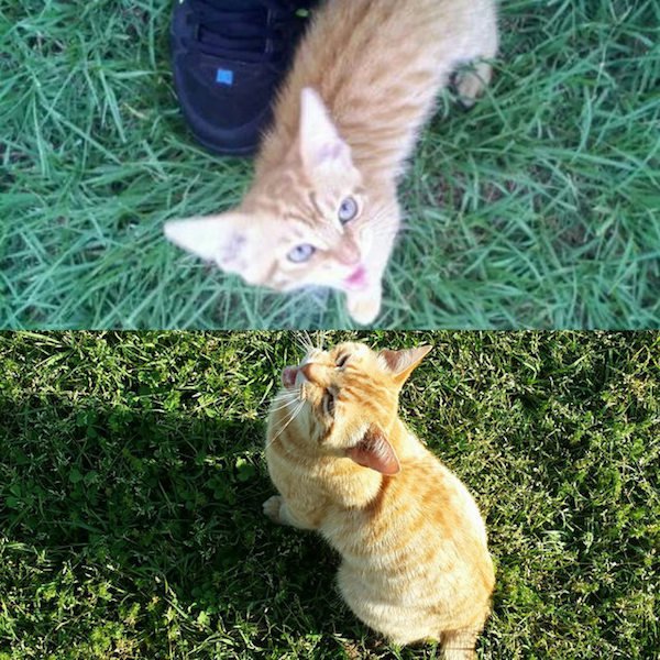 “Here’s the first picture I took of our cat Simba and one of the last.”