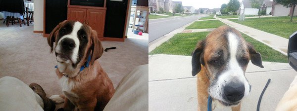 “Had to say goodbye to our companion of 14 years today. Here are his pictures from his first month and last month with us.”