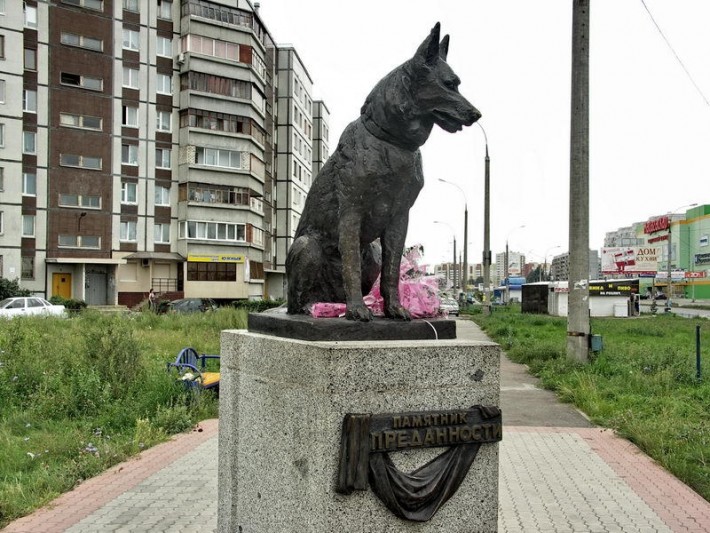 A Russian dog whose owners were killed in a car accident. Despite attempts to adopt or re-home him, the dog refused to leave the site of the accident and waited for them until it died 7 years later. The city informally adopted the dog and dedicated a statue honour its loyalty.