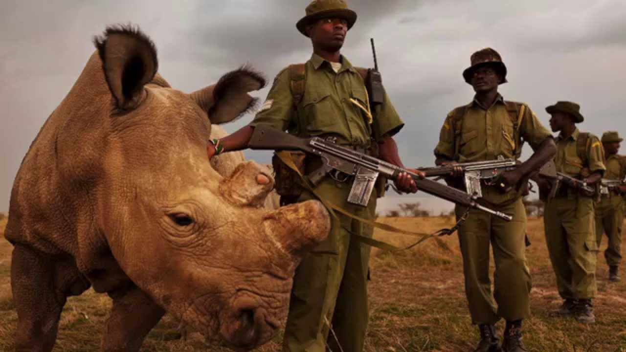 There are only three northern white rhinos left on earth, the only male has 24×7 armed guards, and there is a gofundme to raise half a million bucks to develop rhino IVF to keep the species alive. None is capable of breeding. The northern white, which once roamed Africa in its thousands, is in effect extinct. The three – named Sudan, Najin and Fatu – are the last of their kind.
In a few months, however, a group of scientists from the US, Germany, Italy and Japan will attempt the seemingly impossible: to rescue the northern white rhino – smaller and hairier than its southern cousin – from the jaws of extinction. In October, they plan to remove the last eggs from the two female northern whites and by using advanced reproductive techniques, including stem cell technology and IVF, create embryos that could be carried to term by surrogate rhino mothers. The northern white could then be restored to its former glory. The procedure would be a world first.