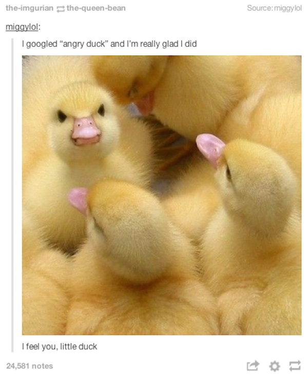tumblr - angry duck - theimgurianthequeenbean Source miggylol miggylol googled "angry duck" and I'm really glad I did I feel you, little duck 24,581 notes