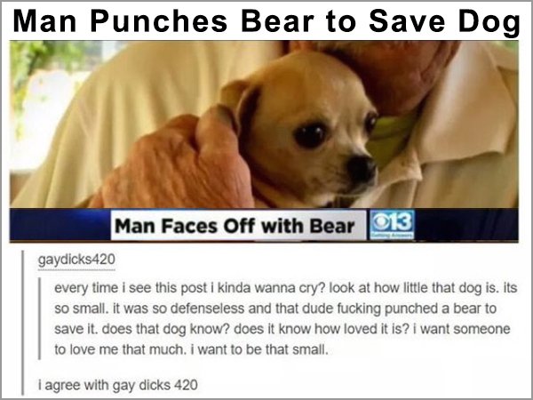 tumblr - man punches bear to save dog - Man Punches Bear to Save Dog Man Faces Off with Bear 2013 gaydicks420 every time i see this post i kinda wanna cry? look at how little that dog is. its so small, it was so defenseless and that dude fucking punched a