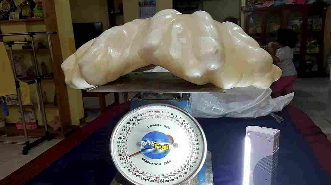 Filipino Fisherman found this two-foot-long pearl which weighs ~75 lbs. inside a giant clam ten years ago. He kept it under his bed ever since. It may be worth $100 Million