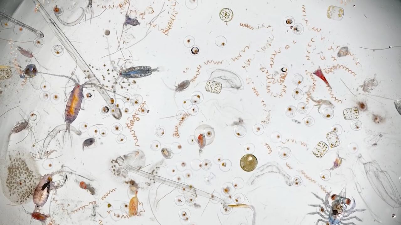A single drop of sea water under a microscope