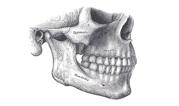 The male jaw bone is heavier than the female jaw bone.