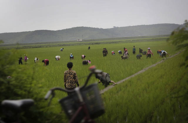 Here's a rare picture of rural North Korea in the Kangwon province. The workers in this field are harvesting rice, since very little food is imported into the country, leading to starvation and hunger.