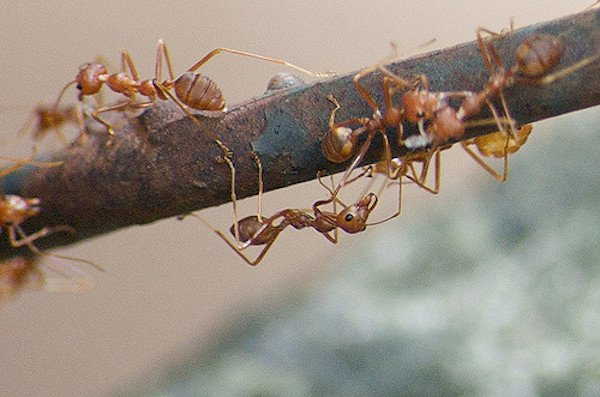 Red Fire Ant.
Pain level: 1
“Sharp, sudden, mildly alarming. Like walking across a shag carpet and reaching for the light switch.”