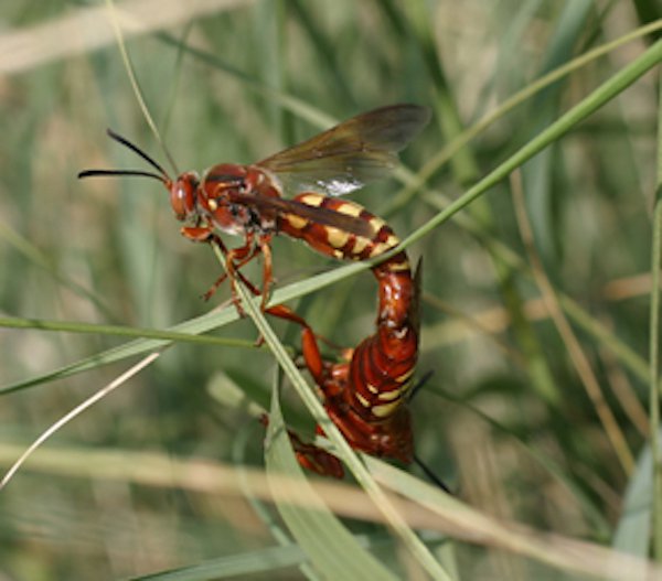 Western Cicada Killer.
Pain level: 1.5
“Pain at first sight. Like poison oak, the more your rub, the worse it gets.”