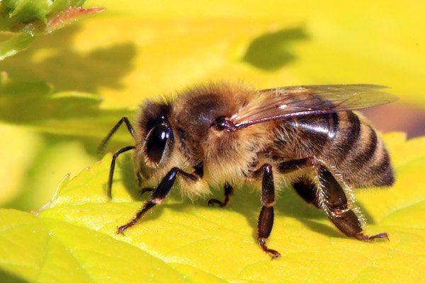 Western Honey Bee.
Pain level: 2
“Burning, corrosive, but you can handle it.”