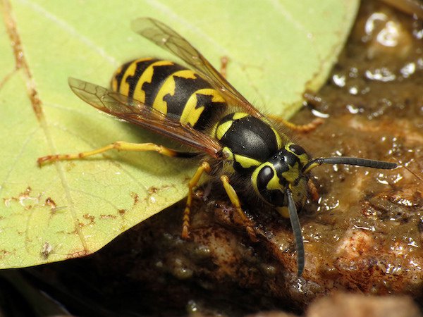 Western Yellowjacket.
Pain level: 2
“Hot and smoky, almost irreverent. Imagine W.C. Fields extinguishing a cigar on your tongue.”