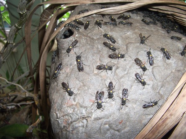 Fierce Black Polybia Wasp.
Pain level: 2.5
“A ritual gone wrong, satanic. The gas lamp in the old church explodes in your face when you light it.”