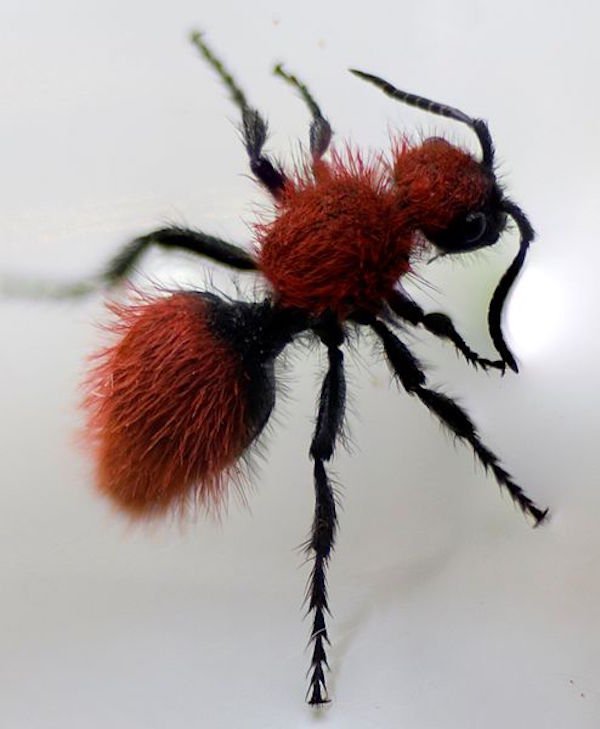 Velvet Ant.
Pain level: 3
“Explosive and long-lasting, you sound insane as you scream. Hot oil from the deep frying spilling over your entire hand.”