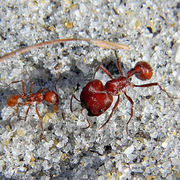 Florida Harvester Ant.
Pain level: 3
“Bold and unrelenting. Somebody is using a power drill to excavate your ingrown toenail.”