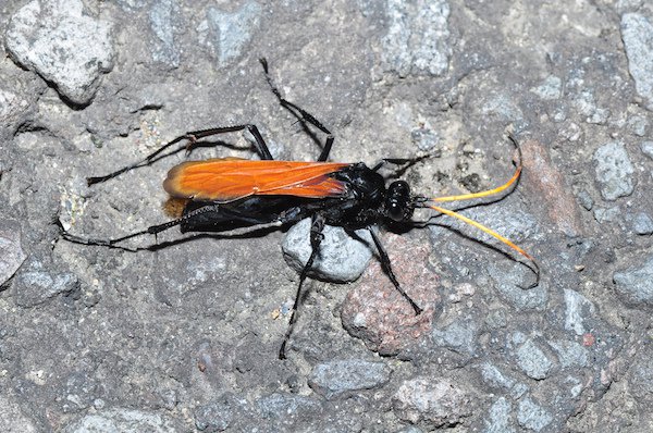 Tarantula Hawk.
Pain level: 4
“Blinding, fierce, shockingly electric. A running hair dryer has just been dropped into your bubble bath.”