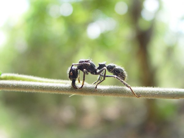 Bullet Ant.
Pain level: 4
“Pure, intense, brilliant pain. Like walking over a flaming charcoal with a 3-inch nail embedded in your heel.”