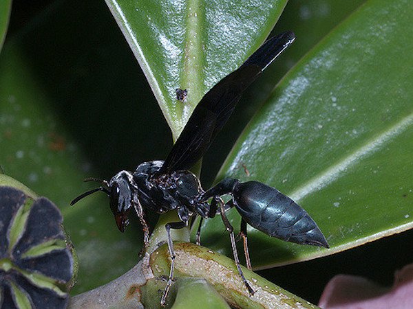 Warrior Wasp.
Pain level: 4
“Torture. You are chained in the flow of an active volcano.