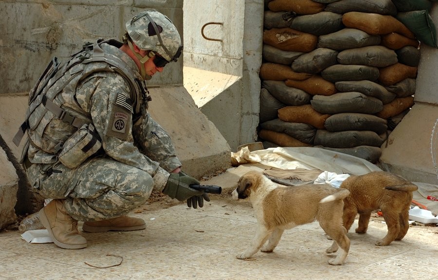 A soldier makes friends with a puppy. [Iraq War, c. 2003 - 2011]