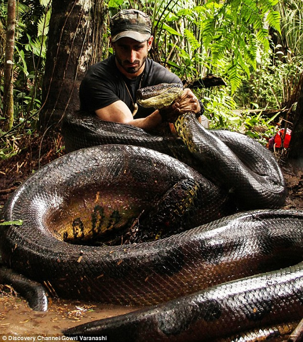 An American naturalist filmed himself being eaten alive by a snake for a TV stunt but is now facing ridicule for getting his safety team to save him after just part of his head was consumed. 

In footage aired on the Discovery Channel in 2014, 27-year-old Paul Rosolie and his 10-strong team tracked down the 20ft-long anaconda to the headwaters of the Amazon. Donning a black armored suit and slathered in pig blood, Rosolie moved tentatively "on all fours" toward the enormous beast as the cameras rolled and his wife, Gowri, watched. Seconds later, the female anaconda — one of the world's most fearsome creatures — pounced on its 5' 9" victim, latching on to his head, before constricting his arms and body. As Rosolie felt his arm "start to break" under the snake's grip, he ordered his team of fellow naturalists, doctors, and vets to save him, with just the top of his head in the animal's jaws. As the show aired, people across America took to social media to express their disappointment at the highly anticipated footage.
In response, Rosolie claimed that he carried out the risky move to raise money to save the snake's habitat in South America and that the animal was not harmed.