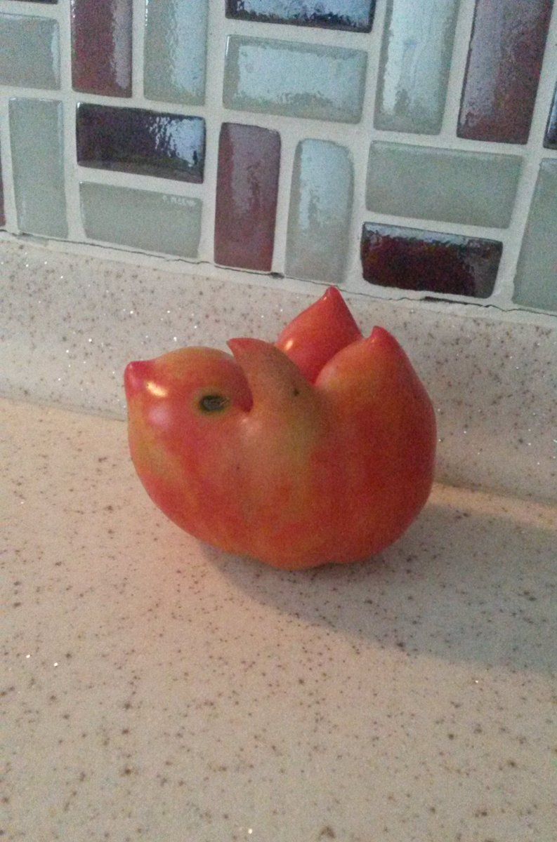 This tomato that looks like a bird or if you turn it sideways, a squirrel