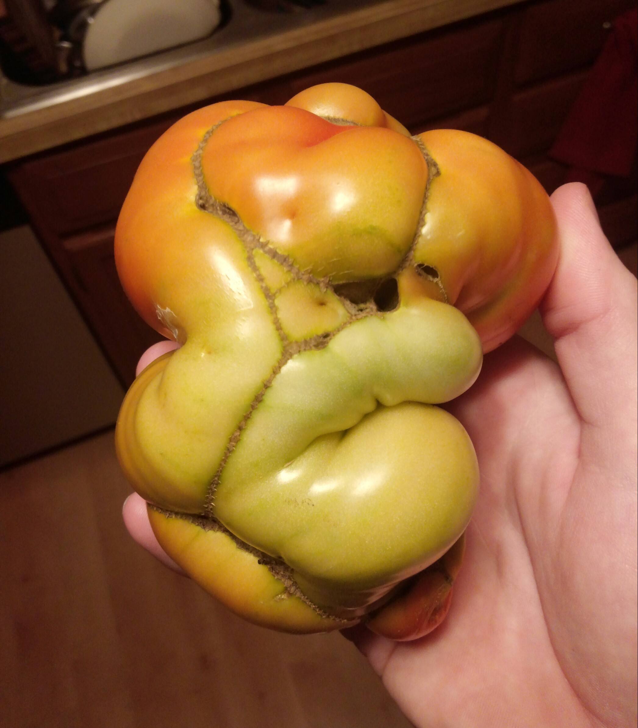 This mutant tomato