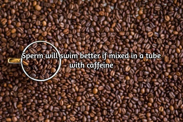 Wake up to some stimulating facts about coffee