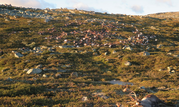 Lightning killed More than 300 wild reindeer in central Norway in August 2016. The Norwegian Environment Agency released eerie images showing a jumble of reindeer carcasses scattered across a small area on the Hardangervidda mountain plateau. The agency says 323 animals were killed, including 70 calves, in a lightning storm.

It's not uncommon for reindeer or other wildlife to be killed by lightning strikes but this was an unusually deadly event. Reindeer tend to stay very close to each other in bad weather, which could explain how so many were killed at once.