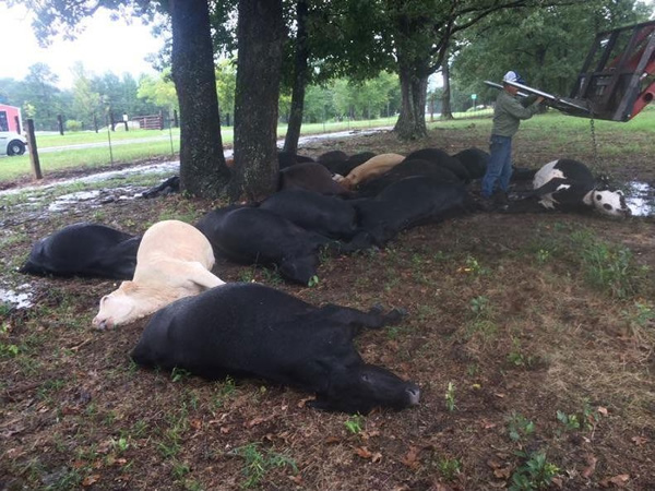 A single bolt of lightning striking a tree was all it took to kill 19 cows who were sheltering during a storm in August 2016 in Hallsville, Texas. Their owner, Ashley Anderson, said she and her husband had never seen anything like it, and called it a freak incident.