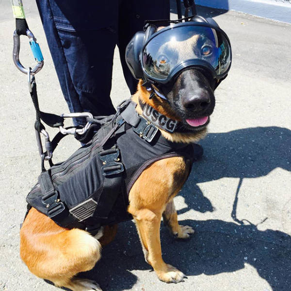 This dog is ready to jump out of a helicopter