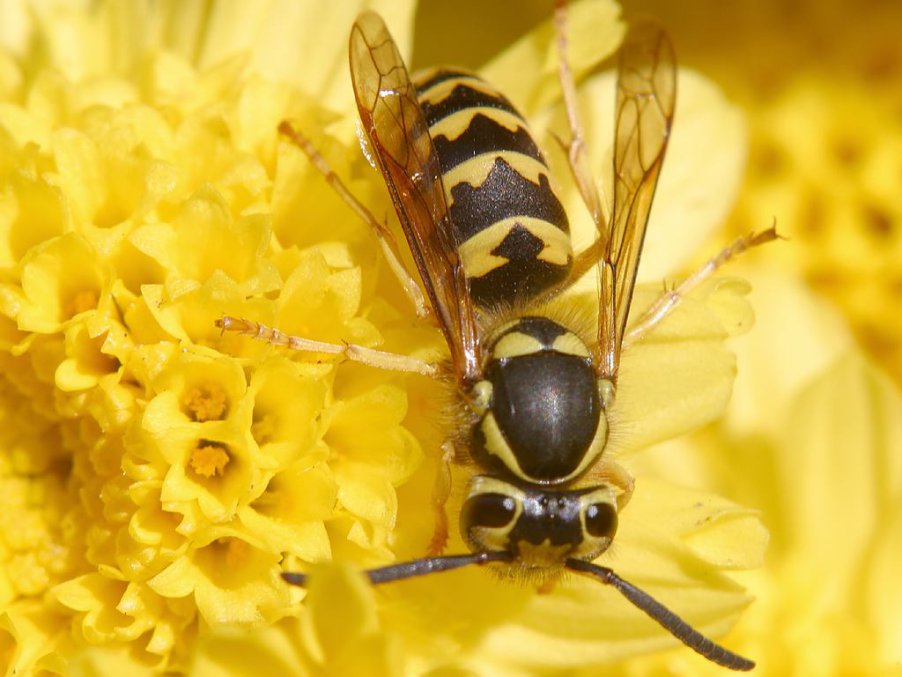 Wasp Venom.
Getting stung by a wasp is something that nobody wants, but it turns out that their venom may be able to do more good than harm. Researchers have found that the venom from the Brazilian wasp Polybia paulista has the ability to stop certain cancer cells from growing. There’s a lot of science in the details, but through further testing researchers may be able to start treating certain types of cancer using this wasp venom. Crazy.